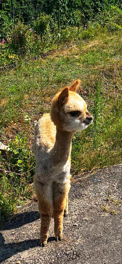 Malinowa Chatka Jankowice  エクステリア 写真